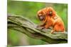 Tamarin Monkey and Baby-Lantern Press-Mounted Art Print