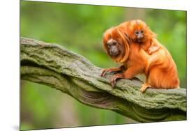 Tamarin Monkey and Baby-Lantern Press-Mounted Art Print