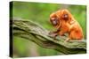 Tamarin Monkey and Baby-Lantern Press-Stretched Canvas