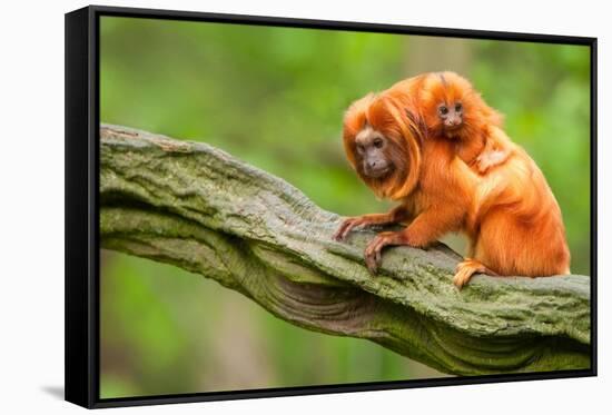 Tamarin Monkey and Baby-Lantern Press-Framed Stretched Canvas