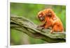 Tamarin Monkey and Baby-Lantern Press-Framed Art Print