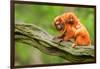 Tamarin Monkey and Baby-Lantern Press-Framed Art Print