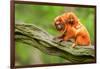 Tamarin Monkey and Baby-Lantern Press-Framed Art Print