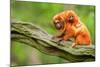 Tamarin Monkey and Baby-Lantern Press-Mounted Art Print