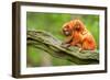 Tamarin Monkey and Baby-Lantern Press-Framed Art Print