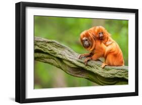 Tamarin Monkey and Baby-Lantern Press-Framed Art Print