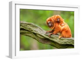 Tamarin Monkey and Baby-Lantern Press-Framed Art Print