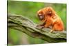 Tamarin Monkey and Baby-Lantern Press-Stretched Canvas