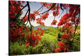 Tamarind Bay View, Culebra Island, Puerto Rico-George Oze-Stretched Canvas