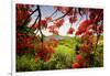 Tamarind Bay View, Culebra Island, Puerto Rico-George Oze-Framed Photographic Print