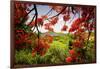 Tamarind Bay View, Culebra Island, Puerto Rico-George Oze-Framed Photographic Print