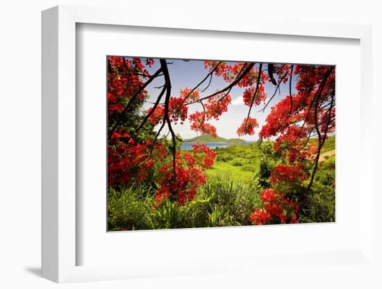 Tamarind Bay View, Culebra Island, Puerto Rico-George Oze-Framed Photographic Print