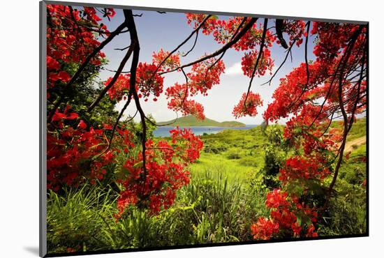 Tamarind Bay View, Culebra Island, Puerto Rico-George Oze-Mounted Photographic Print