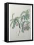 Tamarind Rose-Pierre-Joseph Redoute-Framed Stretched Canvas