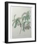 Tamarind Rose-Pierre-Joseph Redoute-Framed Art Print