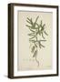 Tamarindus Indica Linn, 1800-10-null-Framed Giclee Print