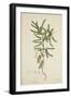 Tamarindus Indica Linn, 1800-10-null-Framed Giclee Print