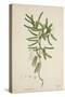 Tamarindus Indica Linn, 1800-10-null-Stretched Canvas