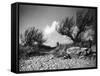 Tamarisk Bushes-null-Framed Stretched Canvas