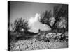 Tamarisk Bushes-null-Stretched Canvas