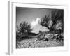 Tamarisk Bushes-null-Framed Photographic Print