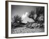 Tamarisk Bushes-null-Framed Photographic Print