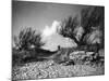 Tamarisk Bushes-null-Mounted Photographic Print