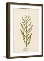 Tamarisk-Mabel E. Step-Framed Art Print