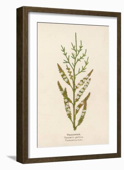 Tamarisk-Mabel E. Step-Framed Art Print