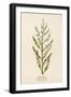 Tamarisk-Mabel E. Step-Framed Art Print