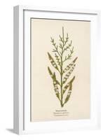 Tamarisk-Mabel E. Step-Framed Art Print