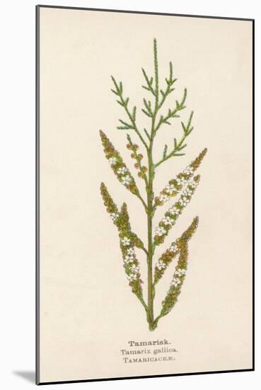 Tamarisk-Mabel E. Step-Mounted Art Print