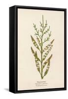 Tamarisk-Mabel E. Step-Framed Stretched Canvas