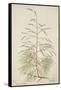 Tamarix Dioica Roxb, 1800-10-null-Framed Stretched Canvas