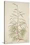 Tamarix Dioica Roxb, 1800-10-null-Stretched Canvas