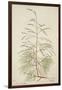 Tamarix Dioica Roxb, 1800-10-null-Framed Giclee Print