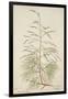 Tamarix Dioica Roxb, 1800-10-null-Framed Giclee Print