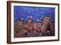 Brown Frame