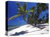 Tambua Sands, Coral Coast, Fiji-David Wall-Stretched Canvas