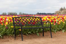 Bench in Tulip Field-TamiFreed-Photographic Print