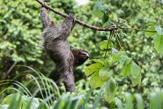 Three Toed Sloth Eating-TamiFreed-Photographic Print