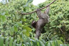 Three Toed Sloth Eating-TamiFreed-Photographic Print