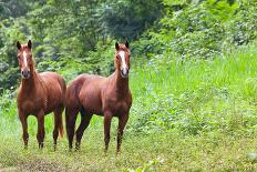 Two Horses in Belize-TamiFreed-Photographic Print