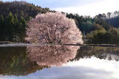 Historic Village of Shirakawago-tamikosan-Photographic Print