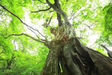 Primeval Forest of Chestnut Tree-tamikosan-Framed Photographic Print