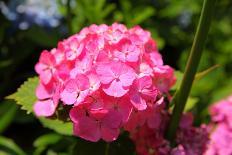 Red Hydrangea Flower-tamikosan-Photographic Print