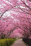 Hirosaki Castle and Cherry Blossoms-tamikosan-Framed Photographic Print