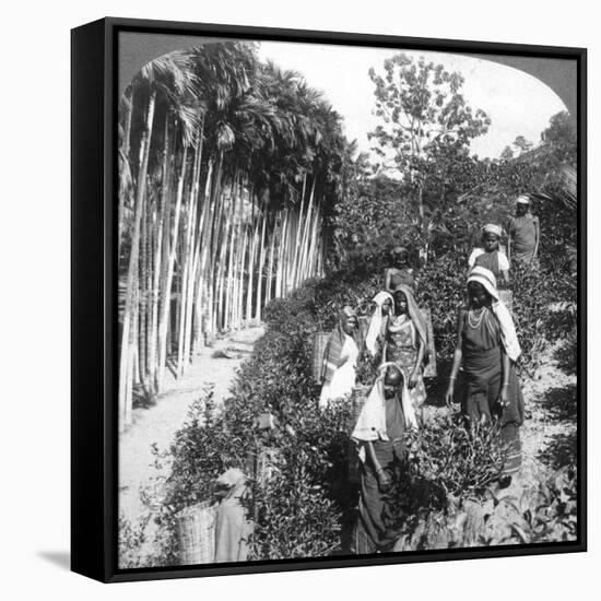 Tamil Women Picking Tea on Sir Thomas Lipton's Estate, Polgahawela, Sri Lanka, 1903-Underwood & Underwood-Framed Stretched Canvas