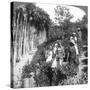 Tamil Women Picking Tea on Sir Thomas Lipton's Estate, Polgahawela, Sri Lanka, 1903-Underwood & Underwood-Stretched Canvas