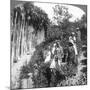 Tamil Women Picking Tea on Sir Thomas Lipton's Estate, Polgahawela, Sri Lanka, 1903-Underwood & Underwood-Mounted Giclee Print